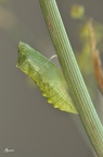 Schwalbenschwanz (Papilio machaon)